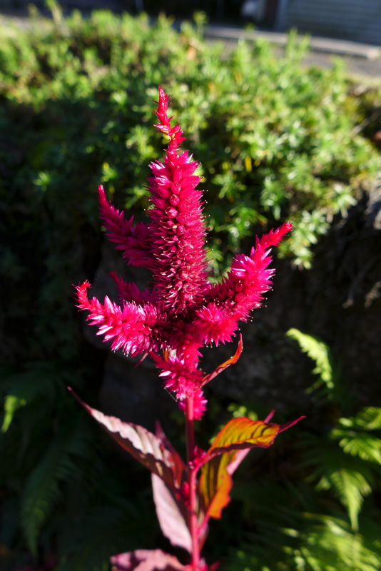 p1020220.jpg