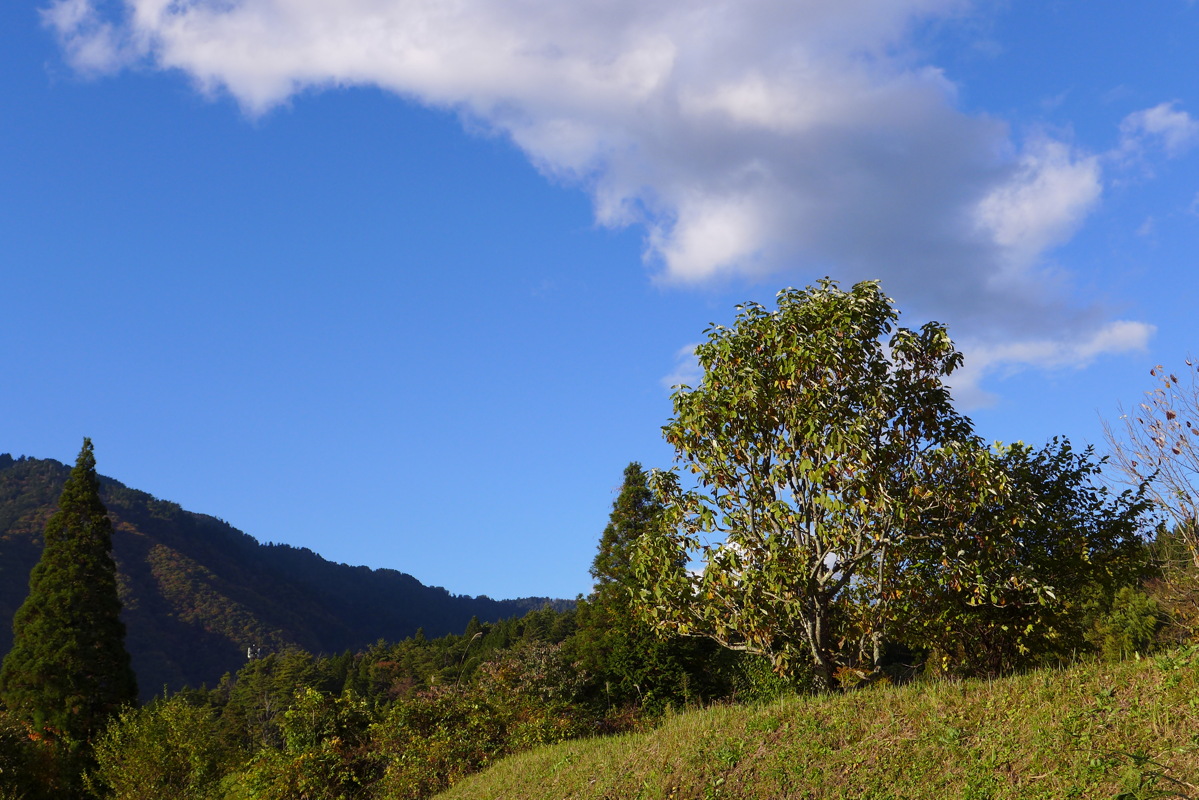 p1020239.jpg