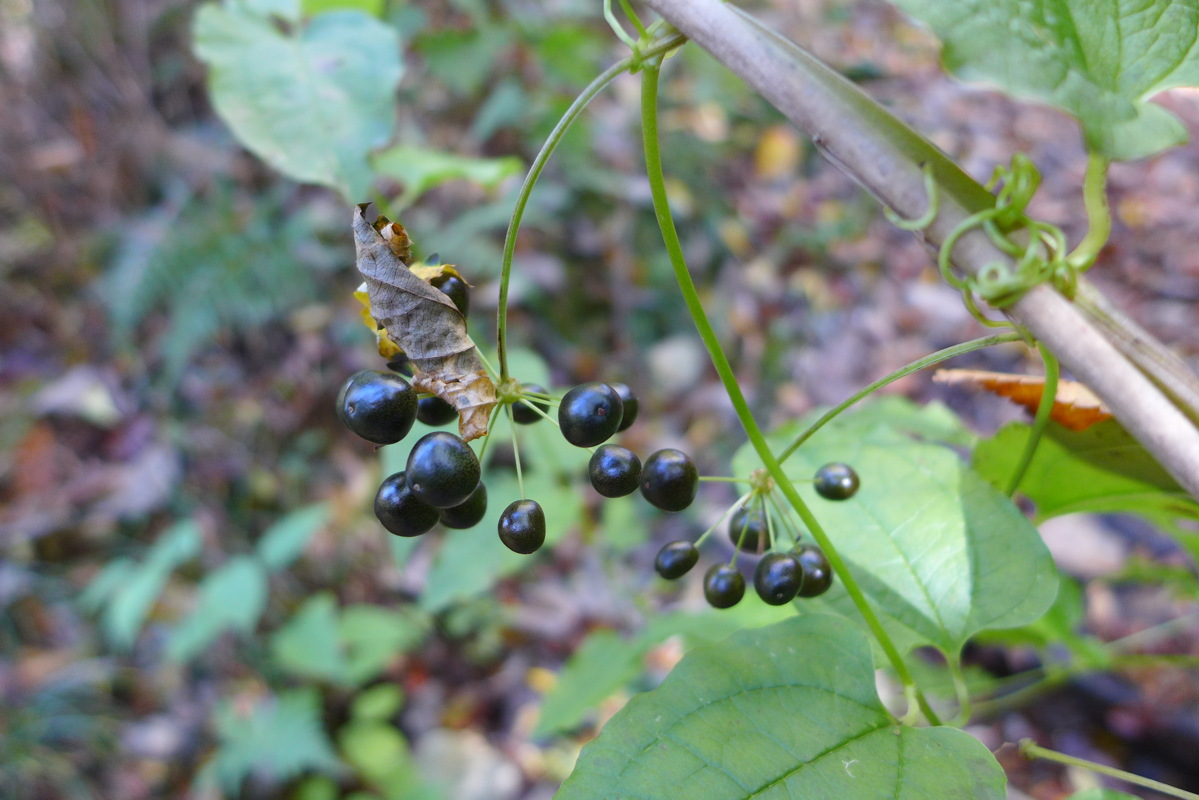p1020341.jpg