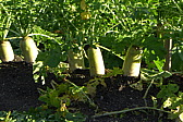 p1020241.jpg
