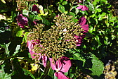 p1020300.jpg
