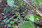 p1020341.jpg