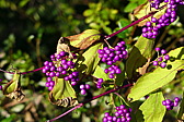 p1020526.jpg