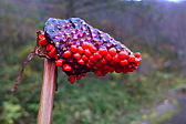 p1020654.jpg