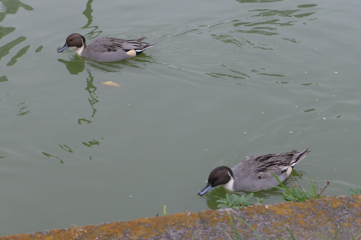 p1030201.jpg