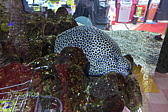 p1030051.jpg
