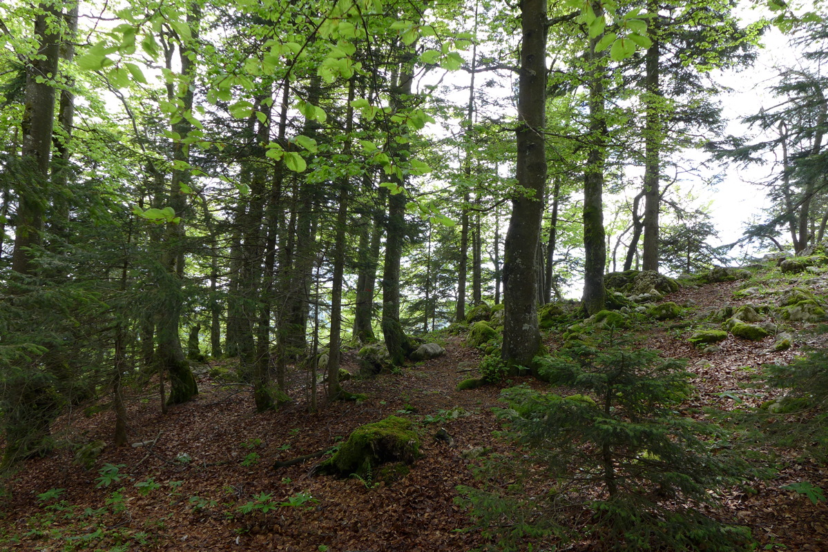 p1000013.jpg