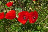 p1000127.jpg