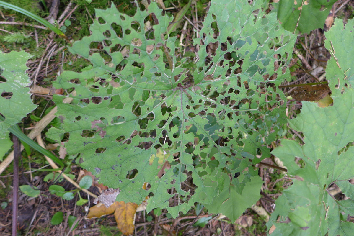 p1010253.jpg