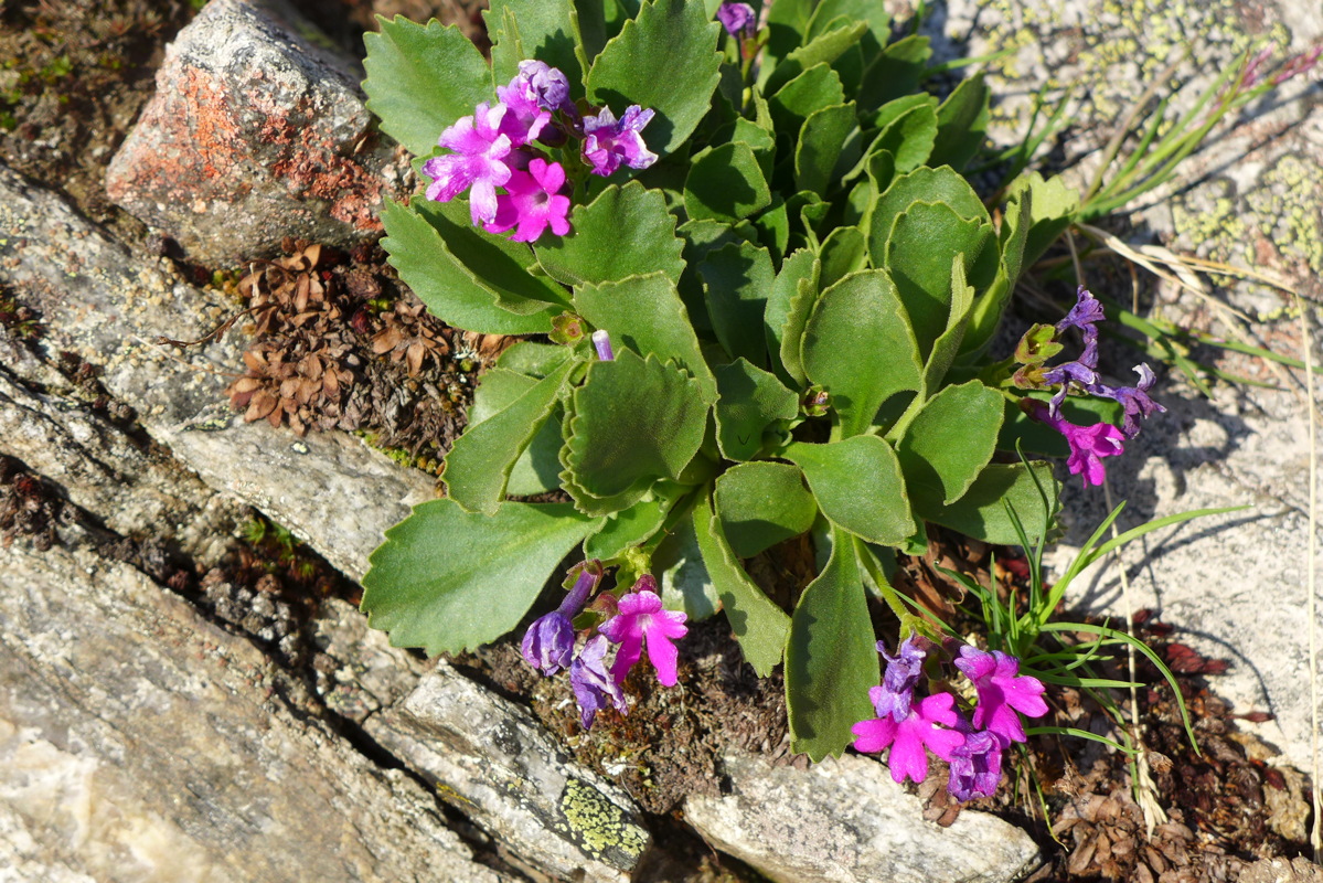 p1000518.jpg