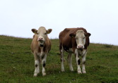 Hohe Winde