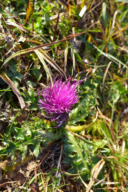p1030310.jpg