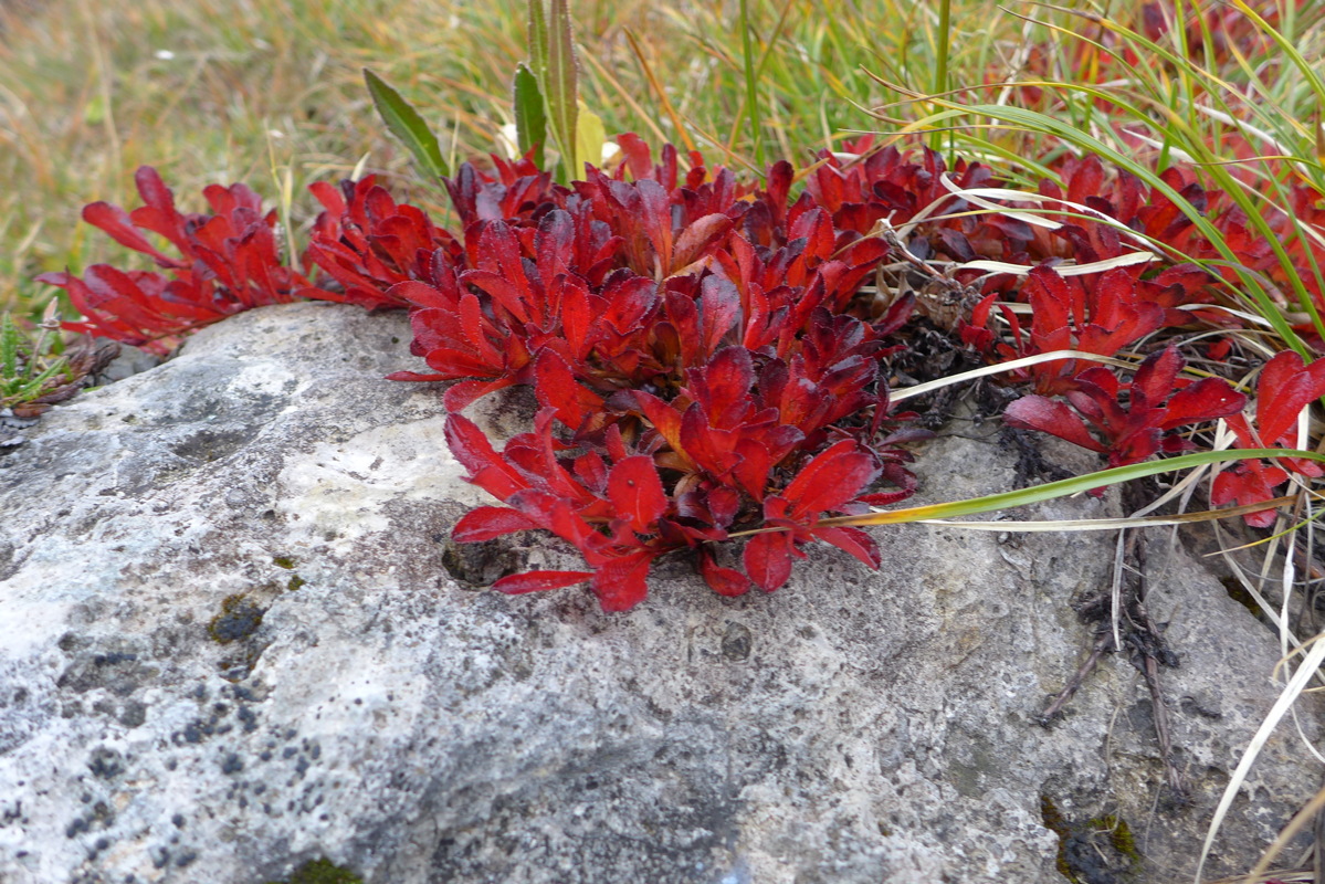 p1000994.jpg