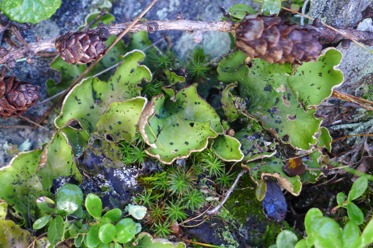 p1010020.jpg