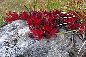 p1000994.jpg