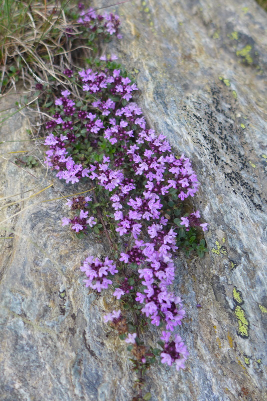 p1000440.jpg