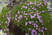 p1000397.jpg