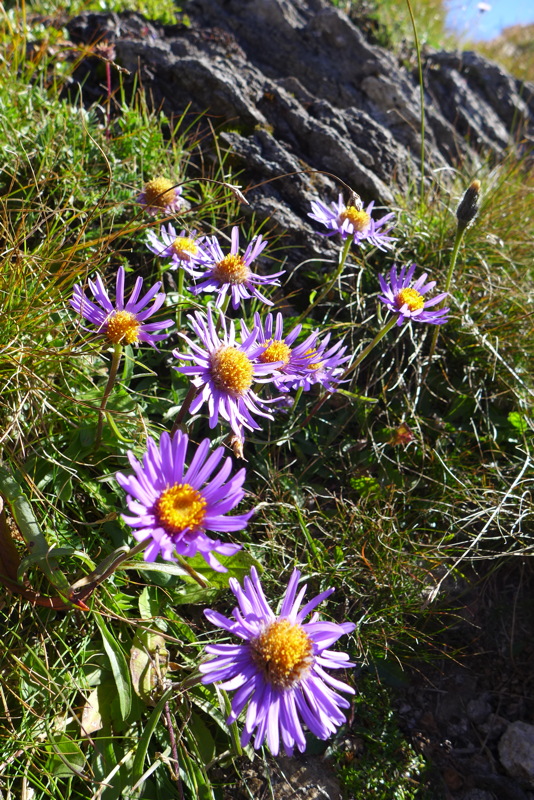 p1000930.jpg