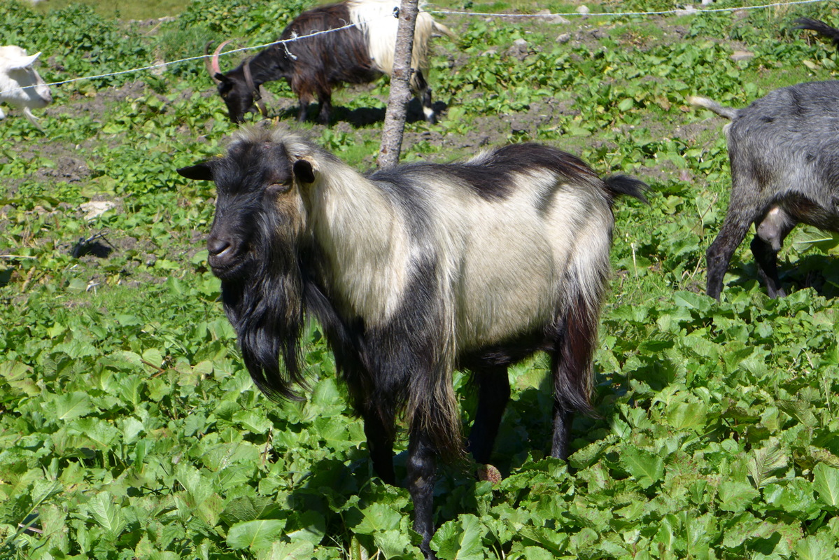 p1000935.jpg