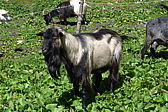 p1000935.jpg