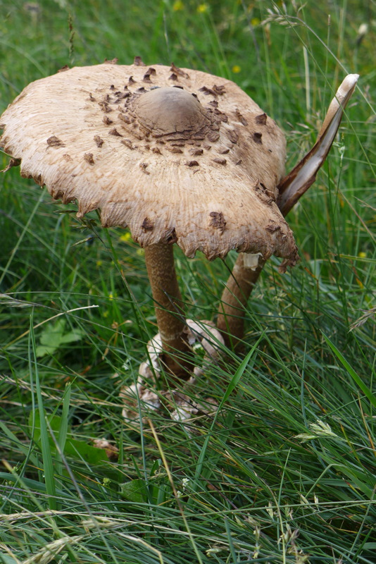 p1000631.jpg
