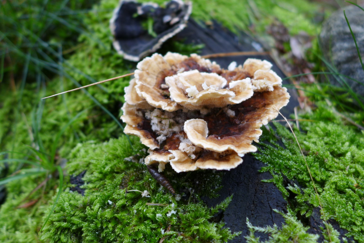 p1000673.jpg