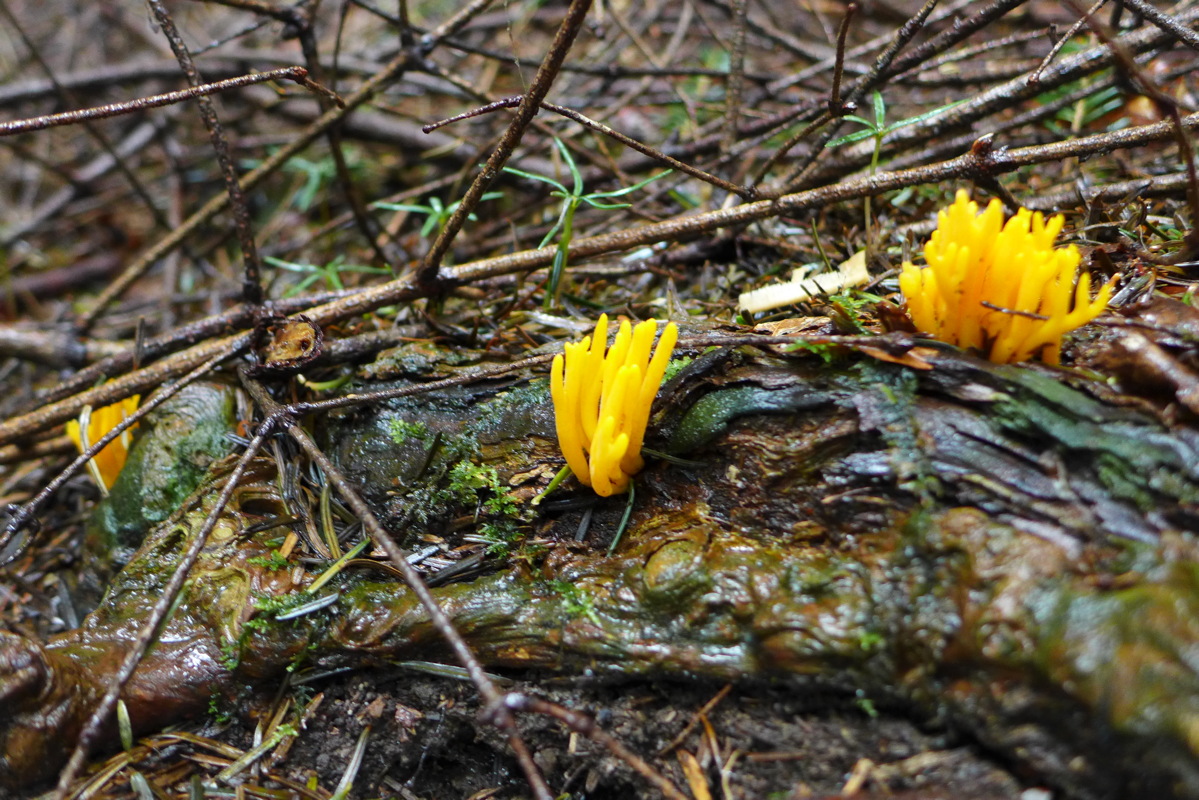 p1000685.jpg