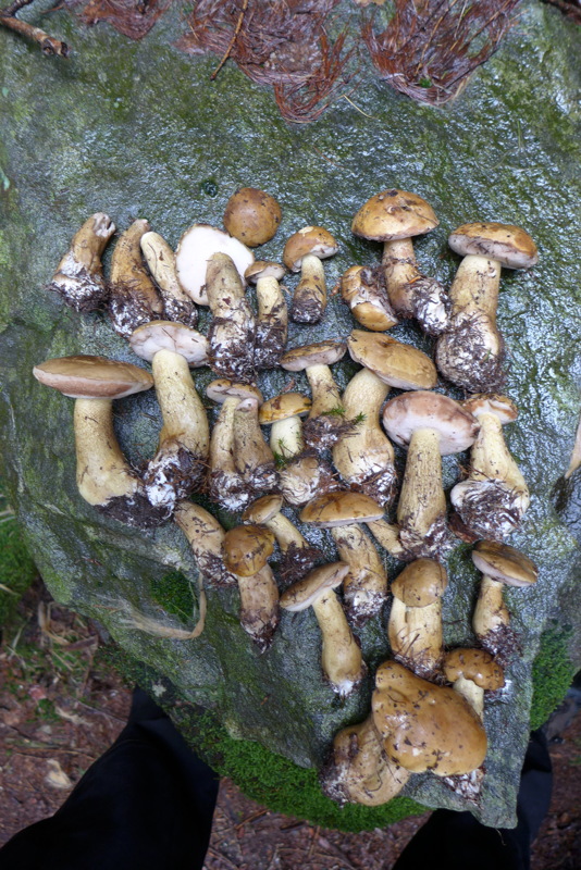 p1000688.jpg