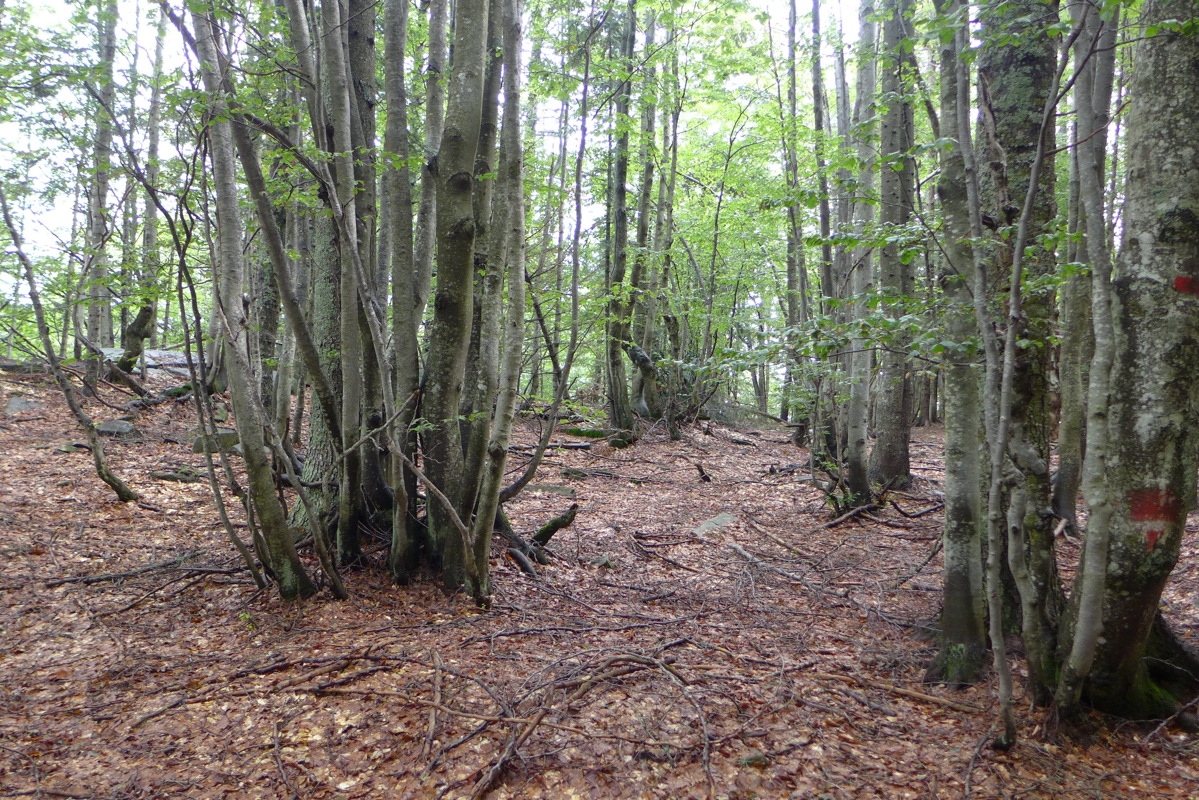 p1000689.jpg
