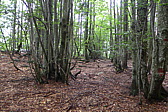 p1000689.jpg