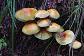 p1000701.jpg