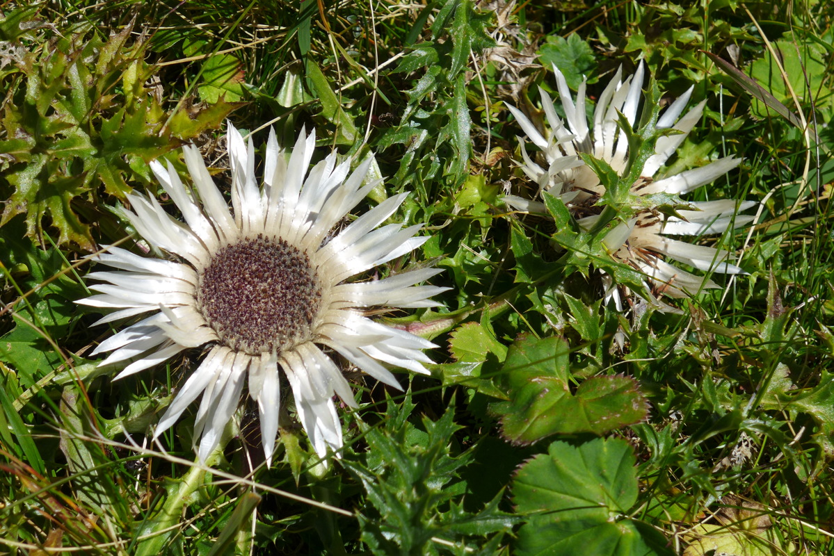 p1010079.jpg