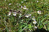 p1000962.jpg