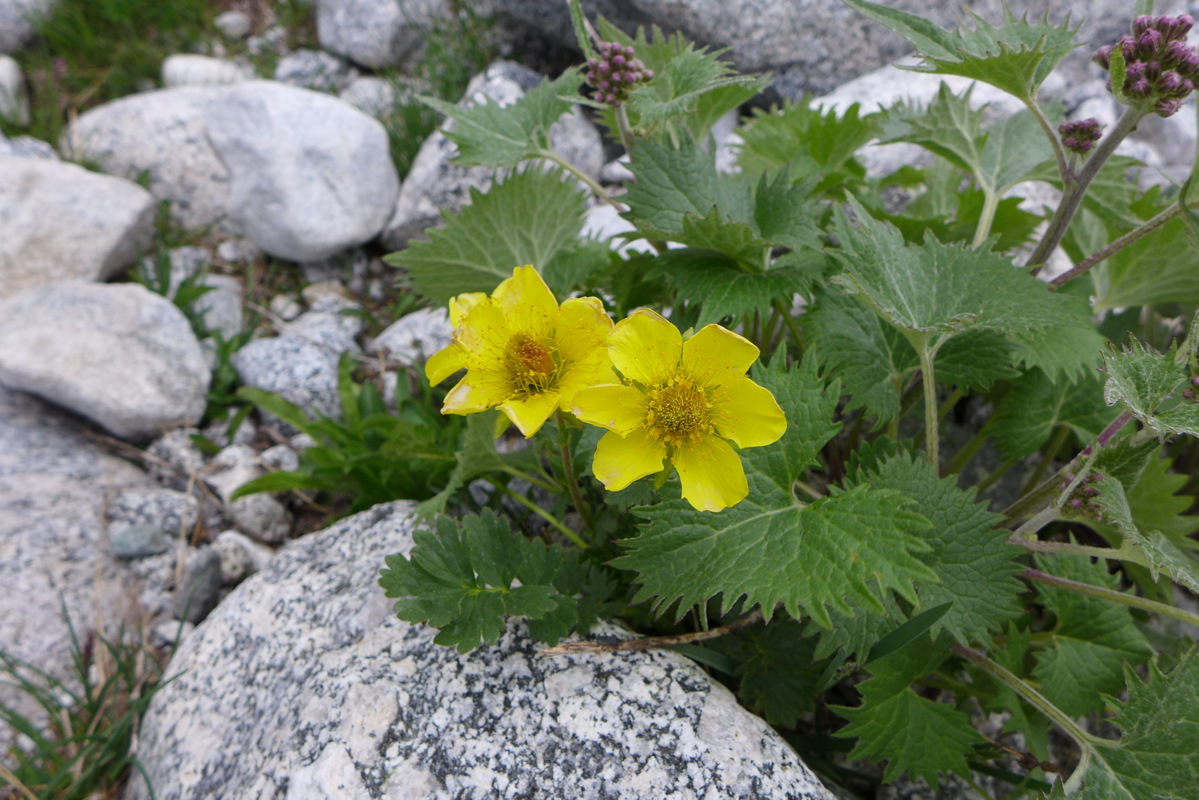 p1050335.jpg