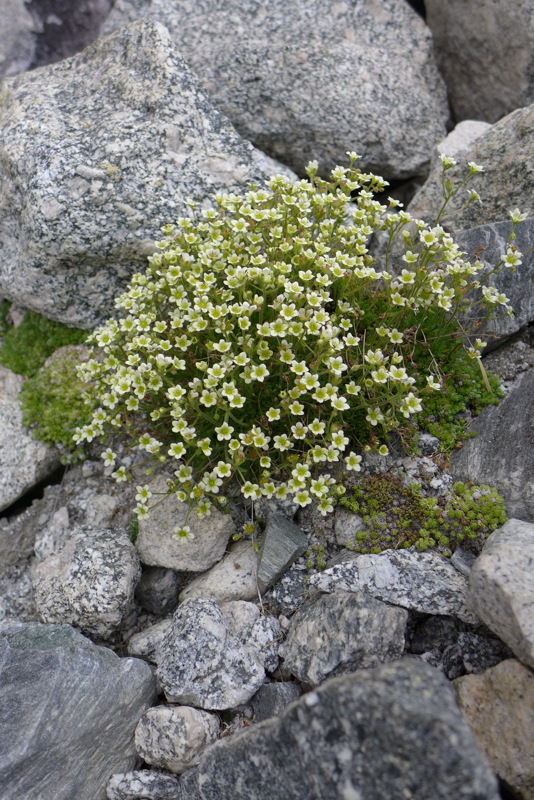 p1050339.jpg