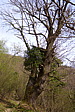 p1040603.jpg