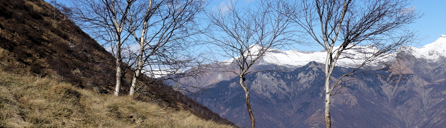 Header 2015