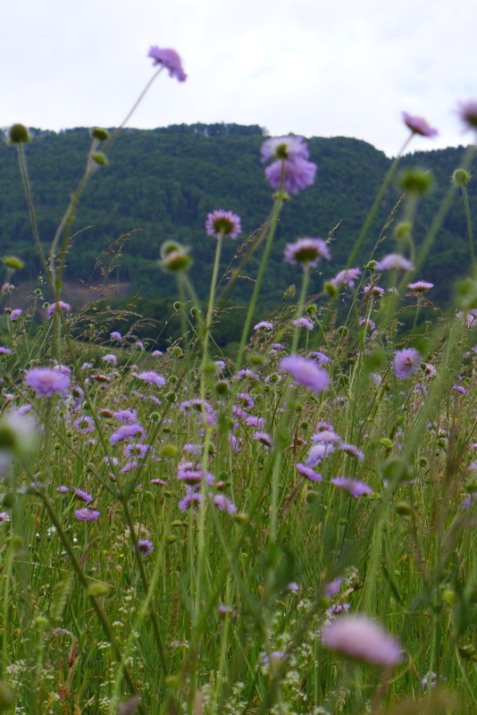p1050080.jpg