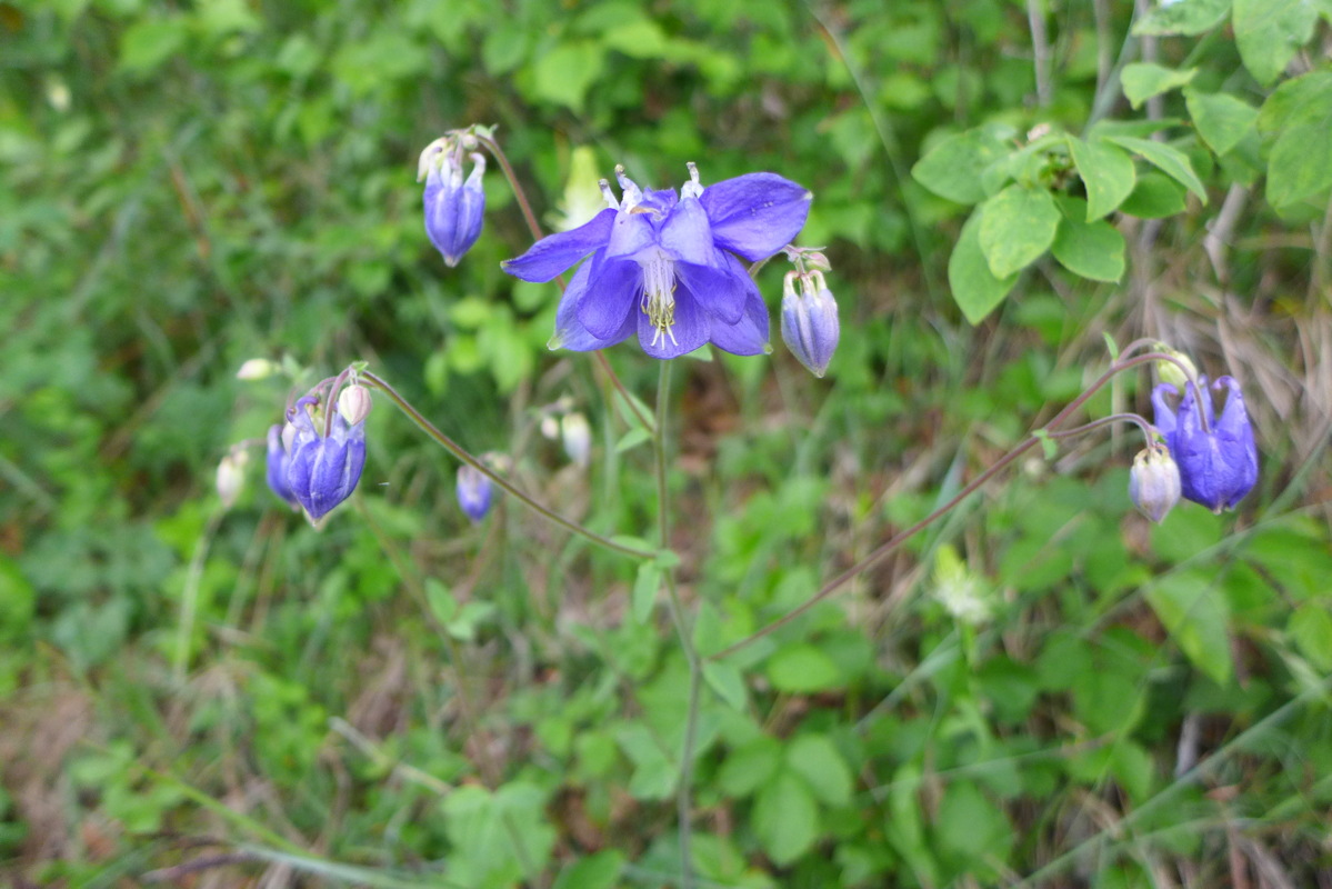 p1050083.jpg