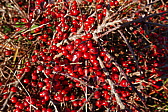 p1080567.jpg