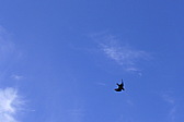 p1060025.jpg