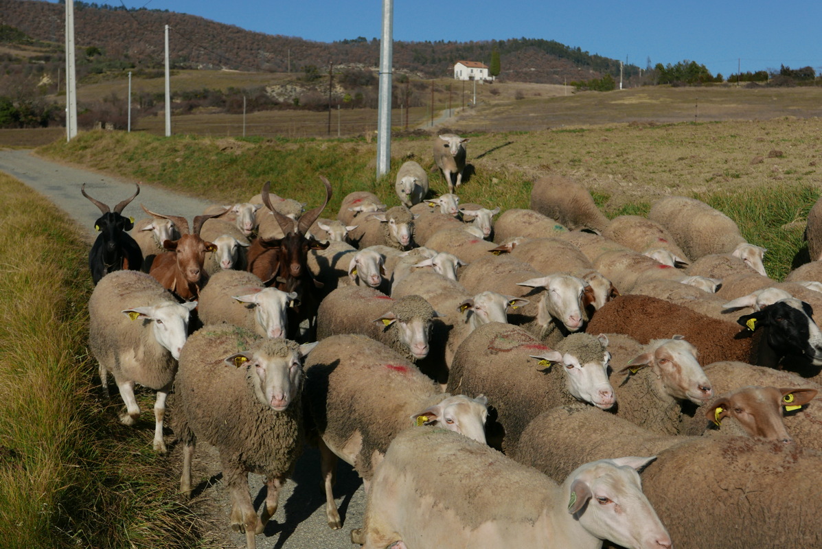 p1080783.jpg