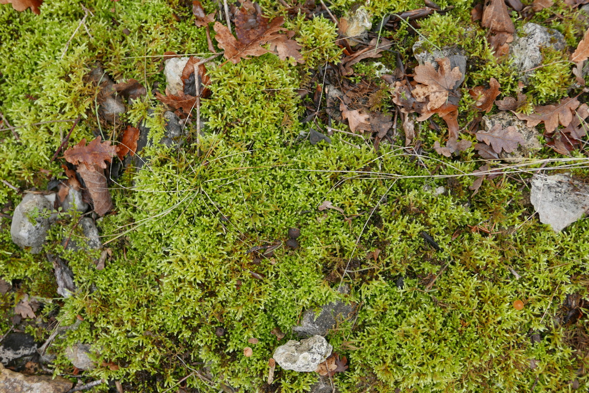 p1080868.jpg