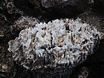 dscn0842.jpg