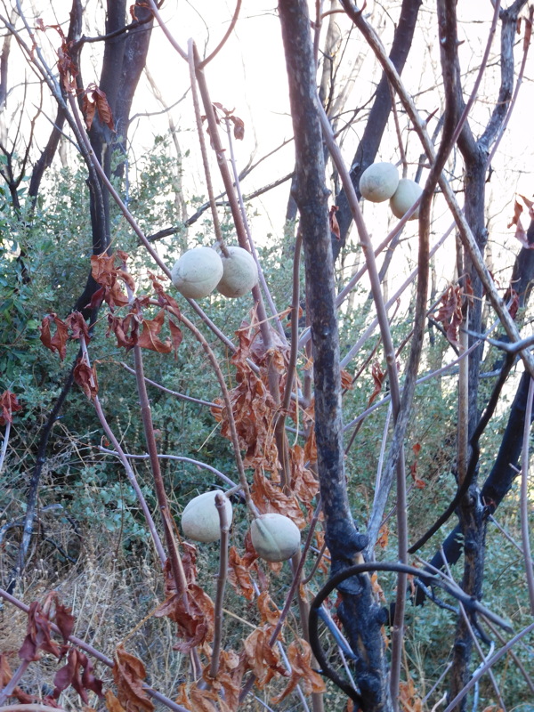 dscn1156.jpg