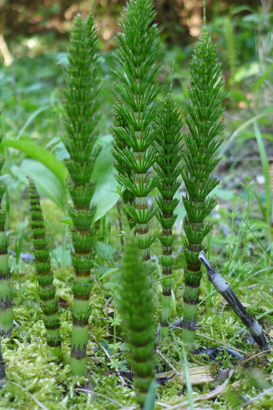 p1070005.jpg