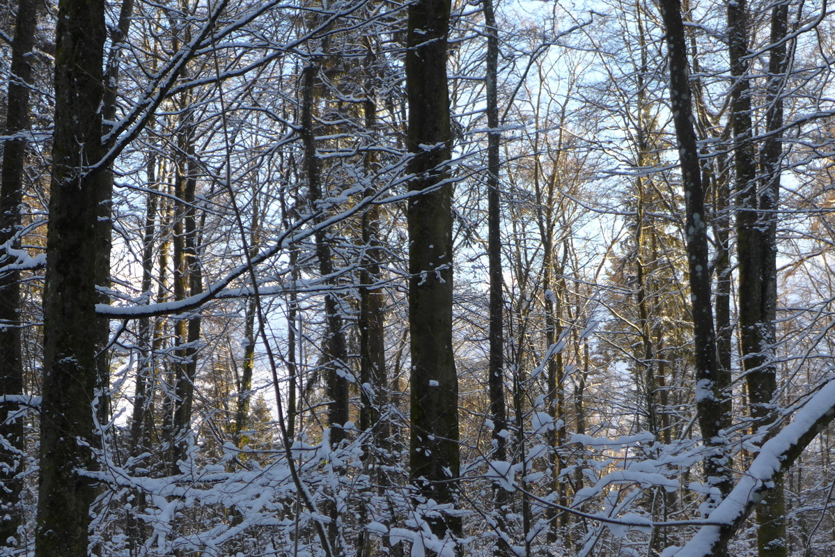 p1060219.jpg