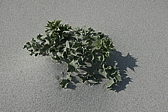 p1090186.jpg