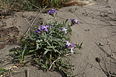 p1090187.jpg