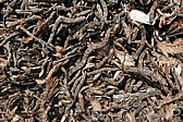 p1090202.jpg